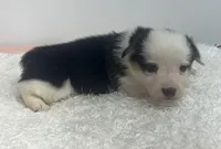 Indie , a female Pembroke Welsh Corgi for sale in Hillsville, VA – Photo 2 of 2