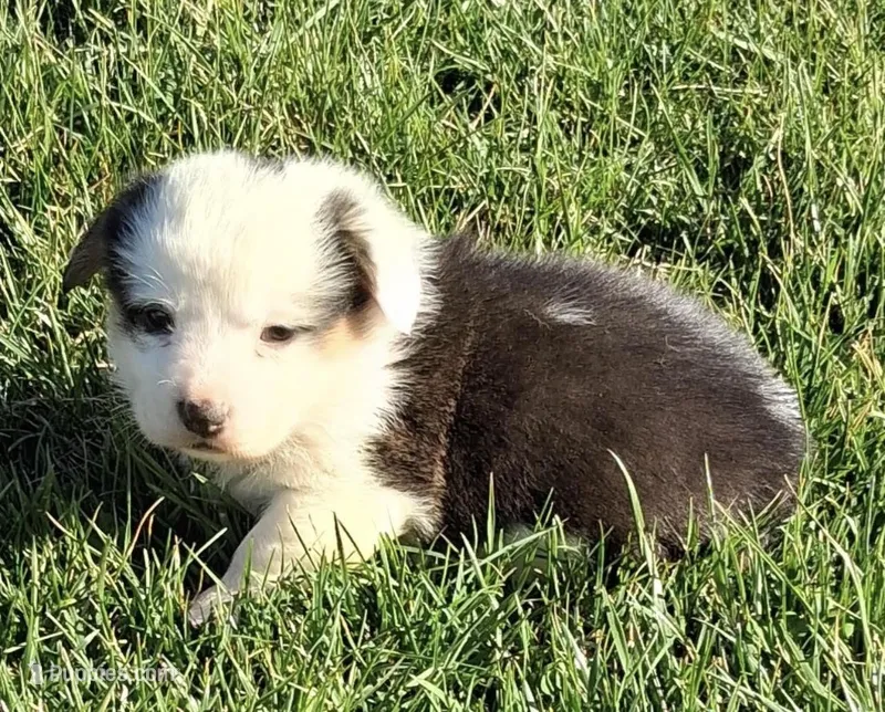 Indie  – Pembroke Welsh Corgi puppy for sale in Hillsville, VA