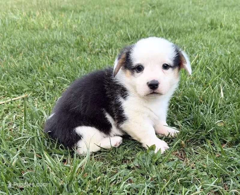 Indie  – Pembroke Welsh Corgi puppy for sale in Hillsville, VA