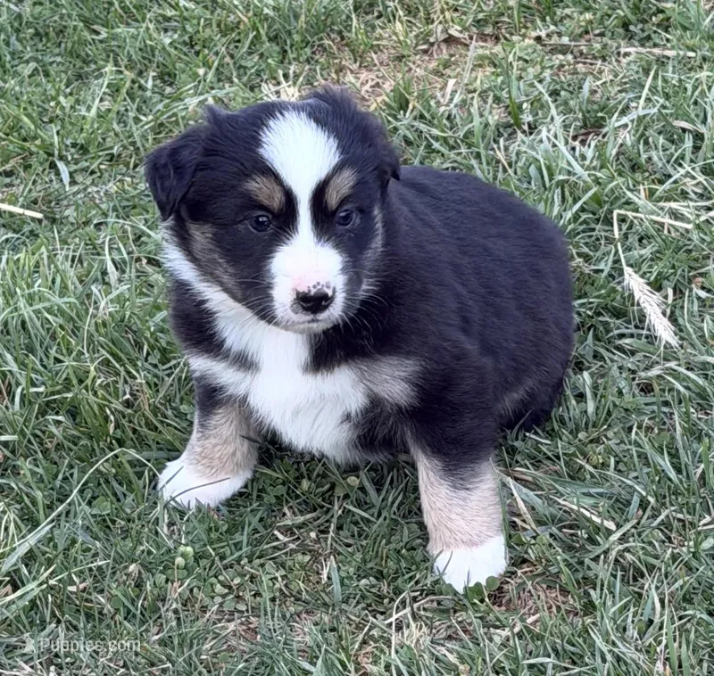 Deets – Miniature Australian Shepherd puppy for sale in Hillsville, VA