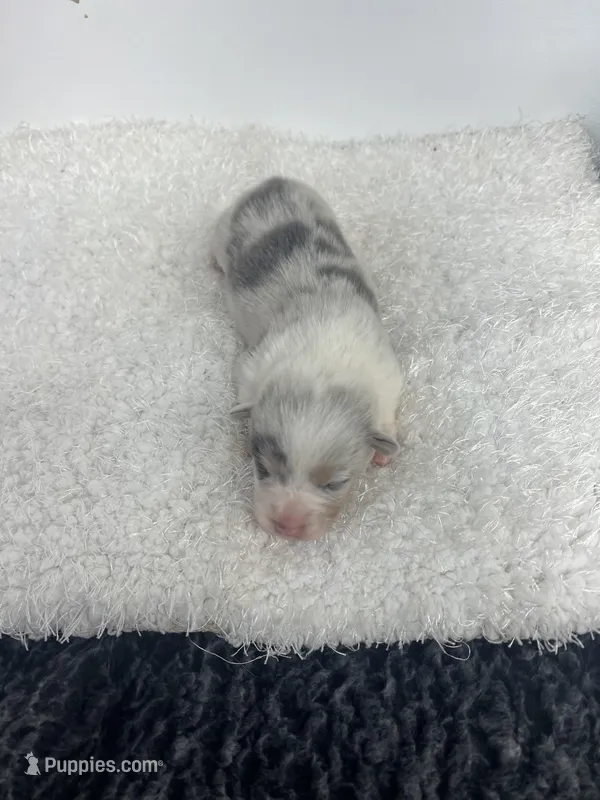 McDreamy – Pembroke Welsh Corgi puppy for sale in Hillsville, VA