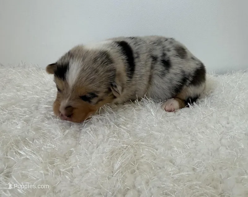 Izzy – Pembroke Welsh Corgi puppy for sale in Hillsville, VA