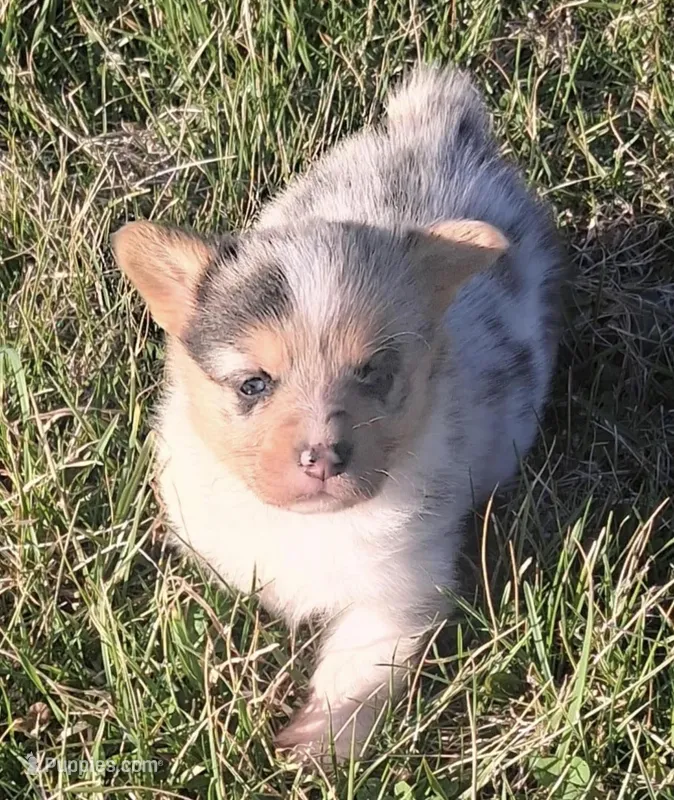 Izzy – Pembroke Welsh Corgi puppy for sale in Hillsville, VA