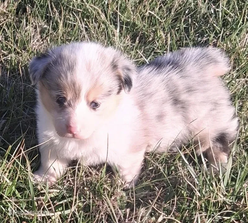 Yang – Pembroke Welsh Corgi puppy for sale in Hillsville, VA