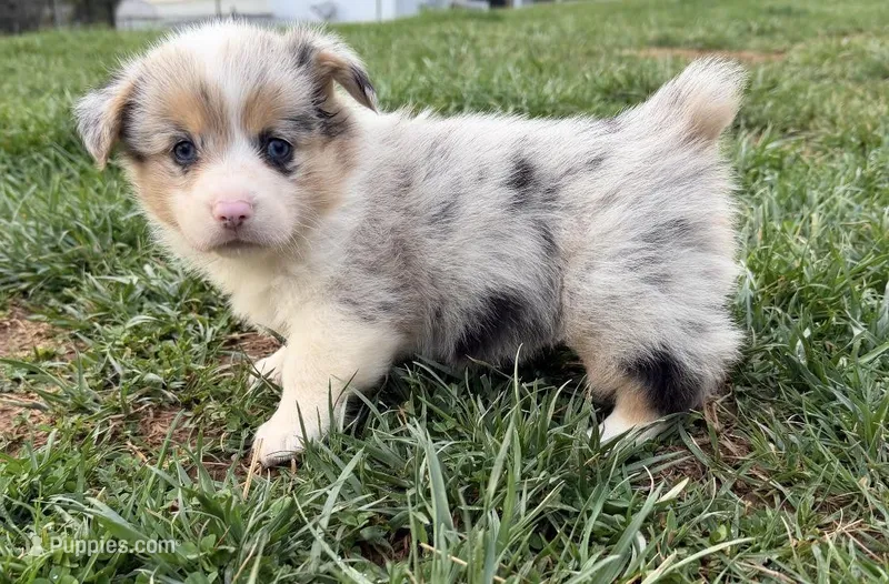 Yang – Pembroke Welsh Corgi puppy for sale in Hillsville, VA