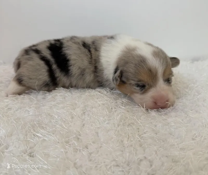 Yang – Pembroke Welsh Corgi puppy for sale in Hillsville, VA