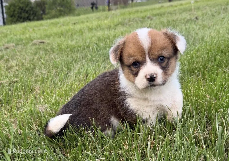 oakley – Pembroke Welsh Corgi puppy for sale in Hillsville, VA