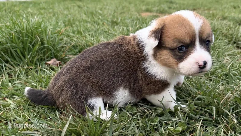 oakley – Pembroke Welsh Corgi puppy for sale in Hillsville, VA
