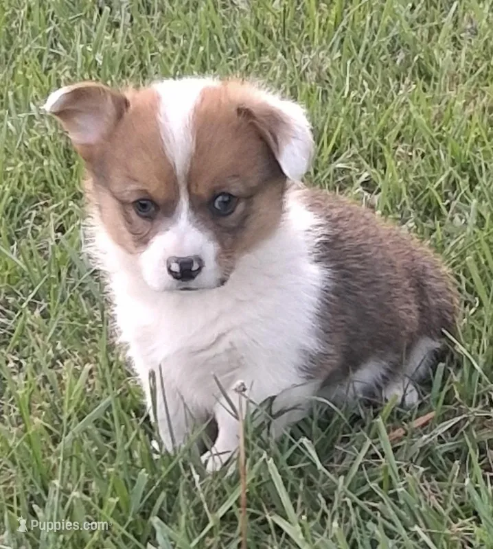 oakley – Pembroke Welsh Corgi puppy for sale in Hillsville, VA