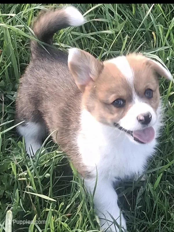 oakley – Pembroke Welsh Corgi puppy for sale in Hillsville, VA