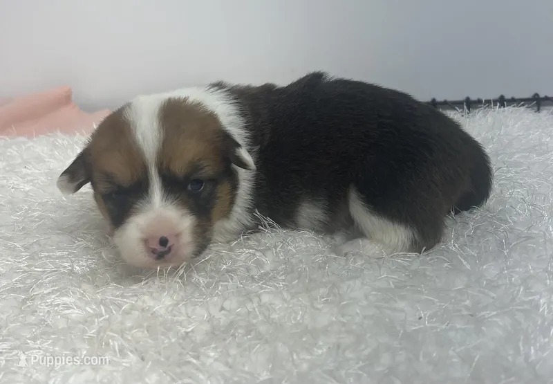 oakley – Pembroke Welsh Corgi puppy for sale in Hillsville, VA