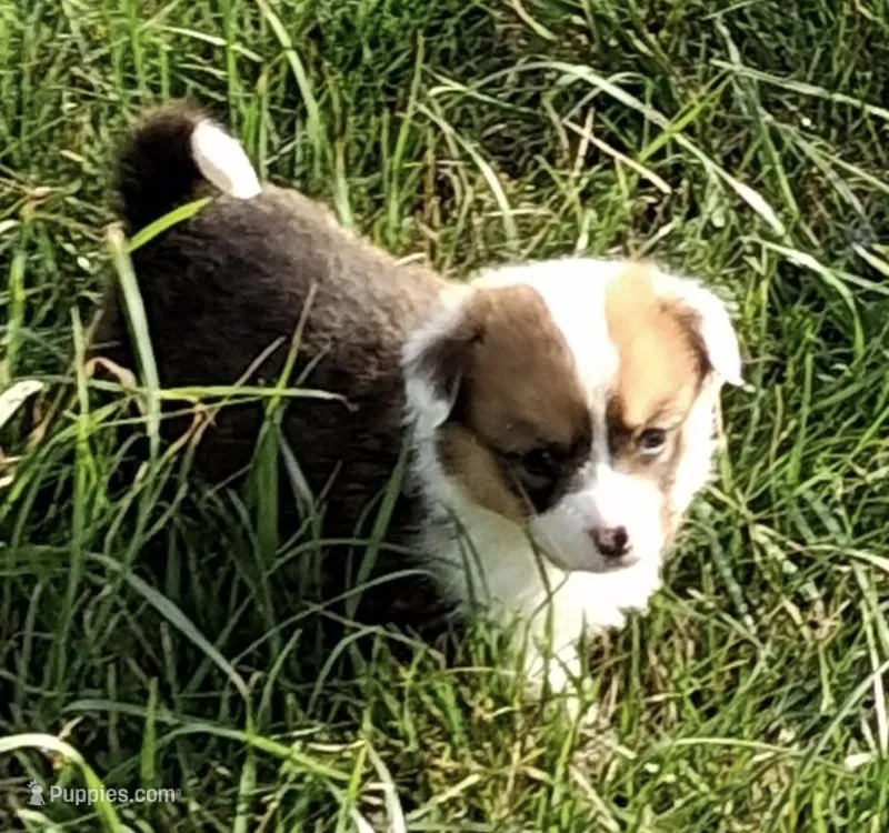 oakley – Pembroke Welsh Corgi puppy for sale in Hillsville, VA
