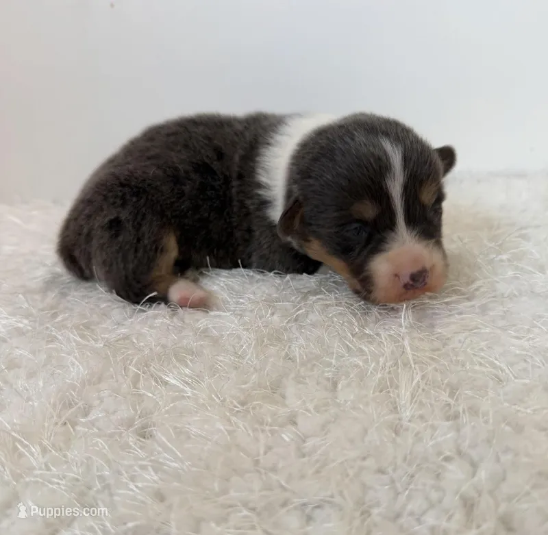 Bailey – Pembroke Welsh Corgi puppy for sale in Hillsville, VA