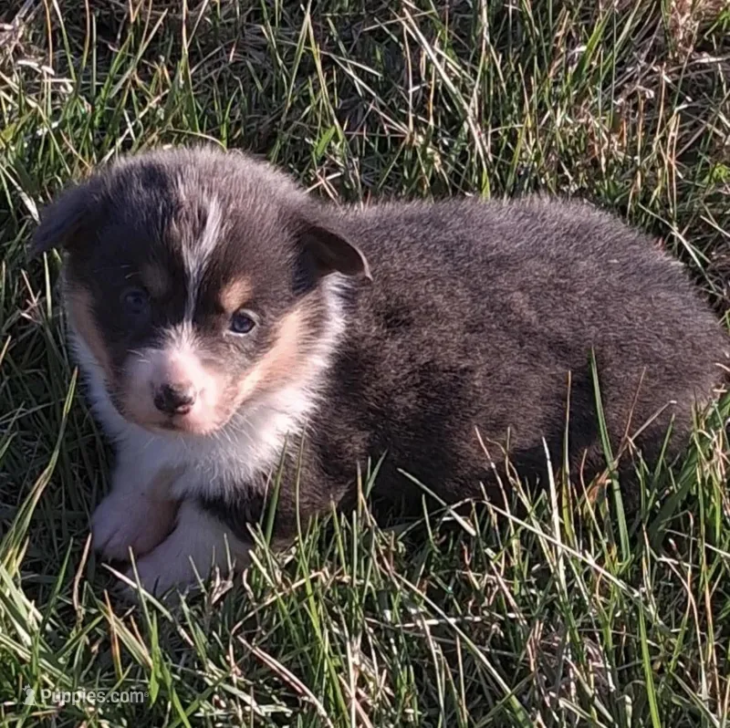 Bailey – Pembroke Welsh Corgi puppy for sale in Hillsville, VA
