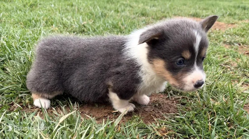 Bailey – Pembroke Welsh Corgi puppy for sale in Hillsville, VA