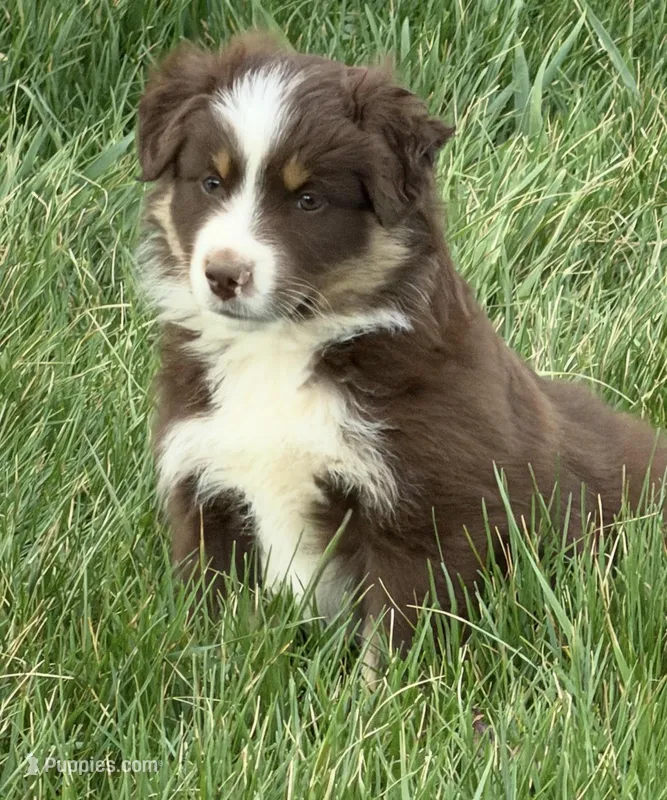 Jasper – Miniature Australian Shepherd puppy for sale in Hillsville, VA