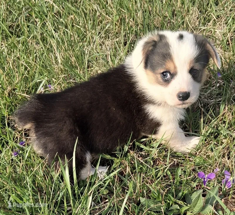 Ollie – Pembroke Welsh Corgi puppy for sale in Hillsville, VA