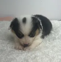 Ollie, a male Pembroke Welsh Corgi for sale in Hillsville, VA – Photo 2 of 2