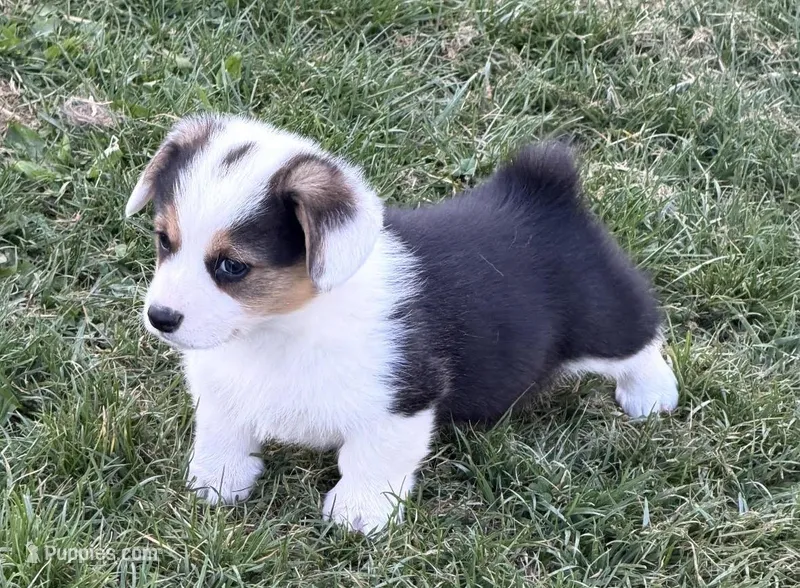 Ollie – Pembroke Welsh Corgi puppy for sale in Hillsville, VA