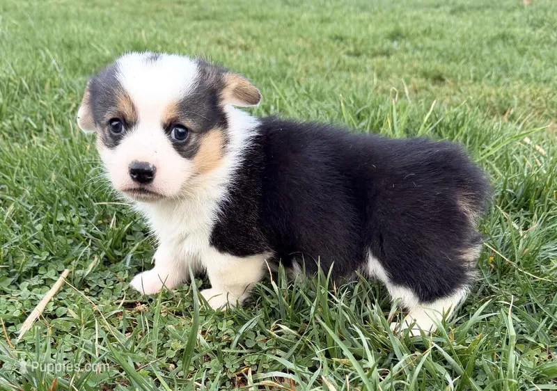 Ollie – Pembroke Welsh Corgi puppy for sale in Hillsville, VA