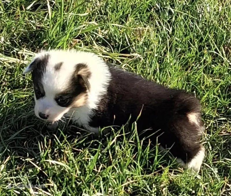 Ollie – Pembroke Welsh Corgi puppy for sale in Hillsville, VA