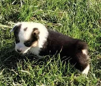 Ollie, a male Pembroke Welsh Corgi for sale in Hillsville, VA – Photo 1 of 2