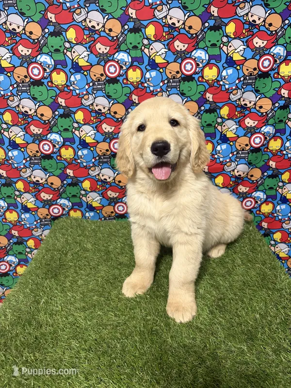 Thor – Golden Retriever puppy for sale in Corona, CA