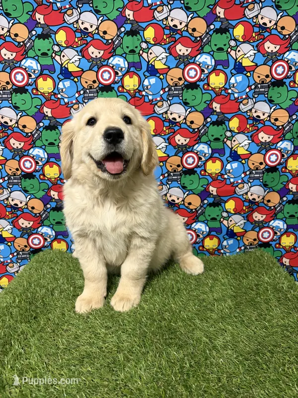 Peggy – Golden Retriever puppy for sale in Corona, CA