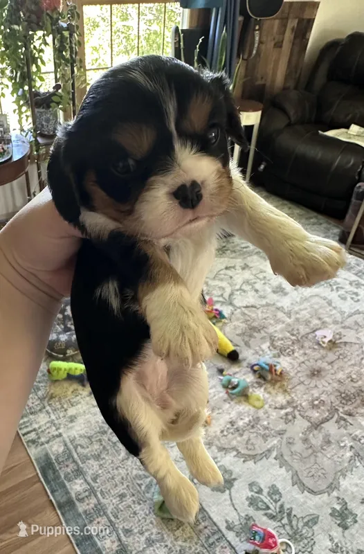 Jewel – Cavalier King Charles Spaniel puppy for sale in Albany, WI