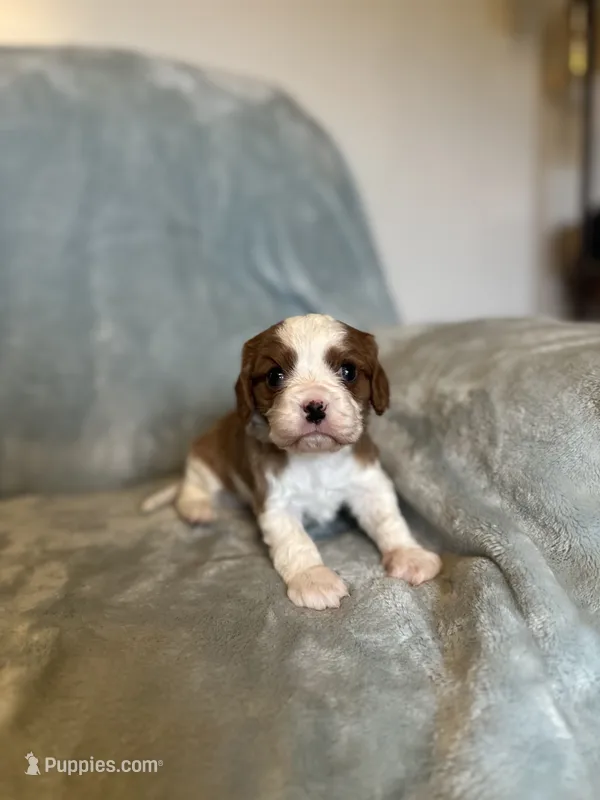 Tommy – Cavalier King Charles Spaniel puppy for sale in Albany, WI