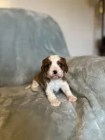 Tommy, a male Cavalier King Charles Spaniel for sale in Albany, WI – 1 of 3