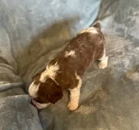 Tommy, a male Cavalier King Charles Spaniel for sale in Albany, WI – 2 of 3