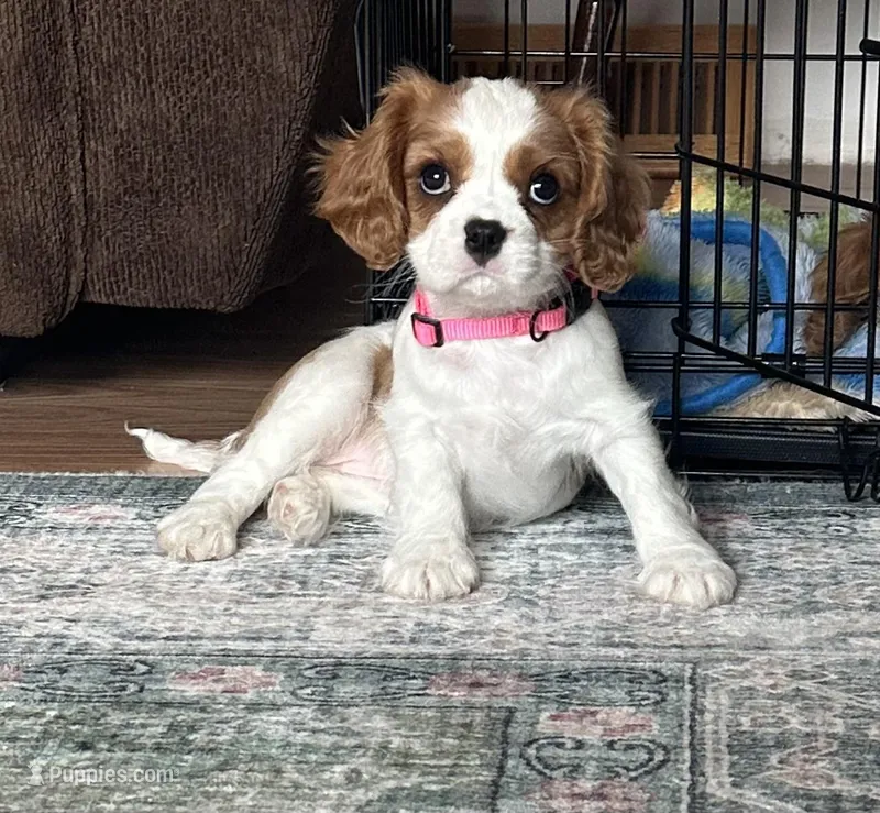 Paris – Cavalier King Charles Spaniel puppy for sale in Albany, WI