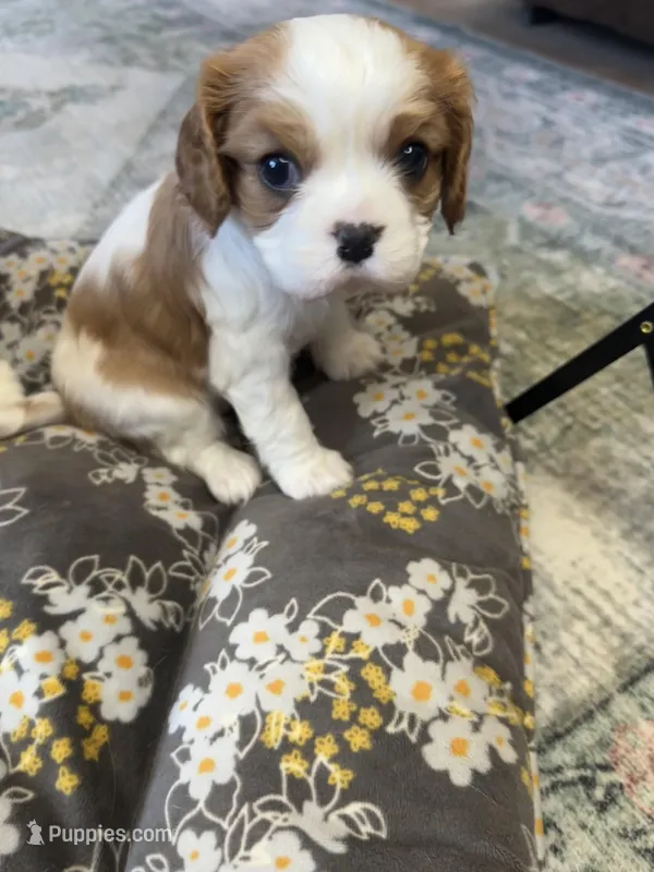 Paris – Cavalier King Charles Spaniel puppy for sale in Albany, WI