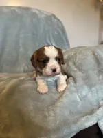 Tommy, a male Cavalier King Charles Spaniel for sale in Albany, WI – 3 of 3