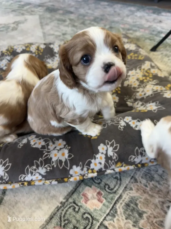 Merida – Cavalier King Charles Spaniel puppy for sale in Albany, WI