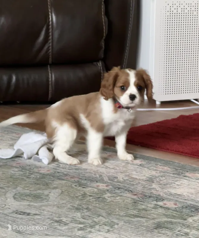 Merida – Cavalier King Charles Spaniel puppy for sale in Albany, WI