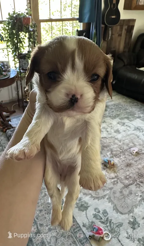 Vanna – Cavalier King Charles Spaniel puppy for sale in Albany, WI