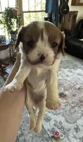 Vanna, a female Cavalier King Charles Spaniel for sale in Albany, WI – 1 of 1