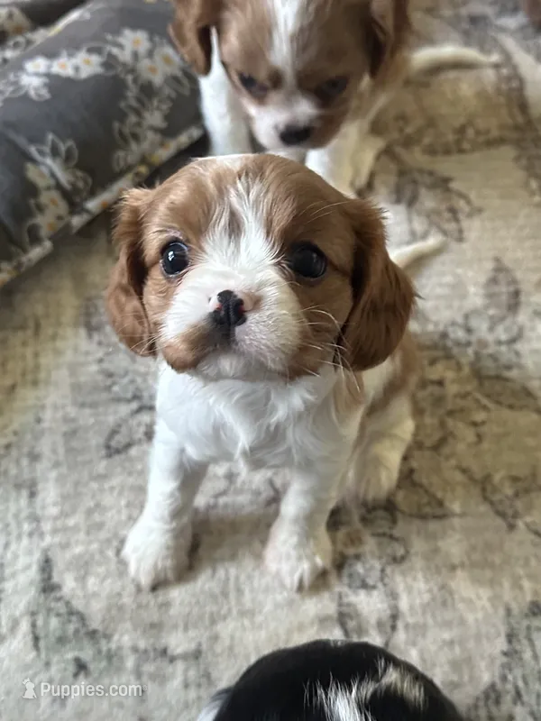 Vanna – Cavalier King Charles Spaniel puppy for sale in Albany, WI