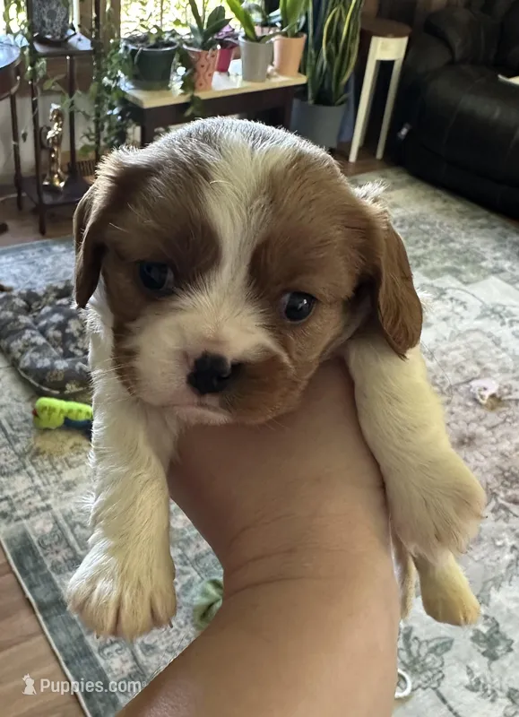 Finn – Cavalier King Charles Spaniel puppy for sale in Albany, WI