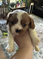 Finn, a male Cavalier King Charles Spaniel for sale in Albany, WI – 1 of 1