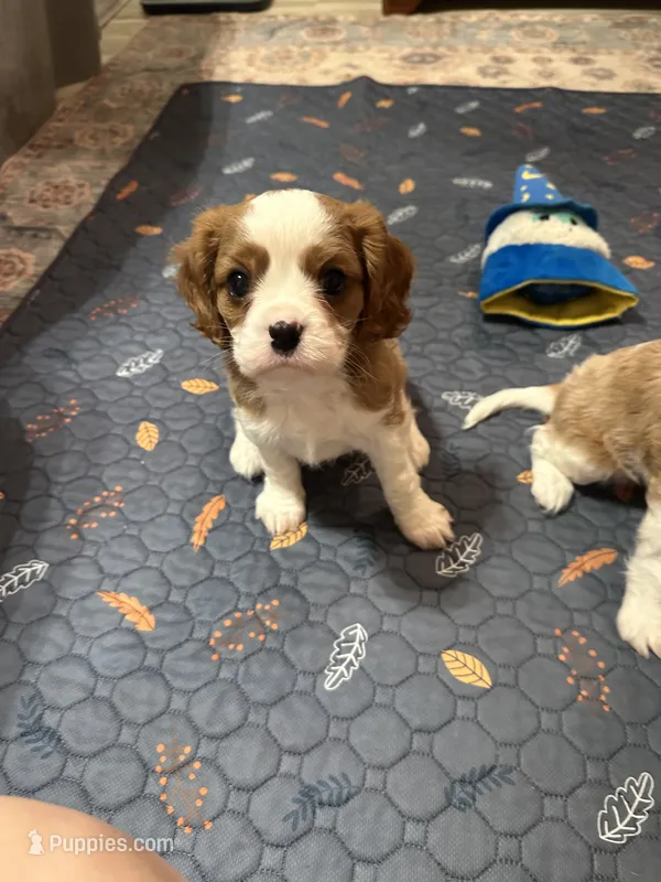 Tommy – Cavalier King Charles Spaniel puppy for sale in Albany, WI