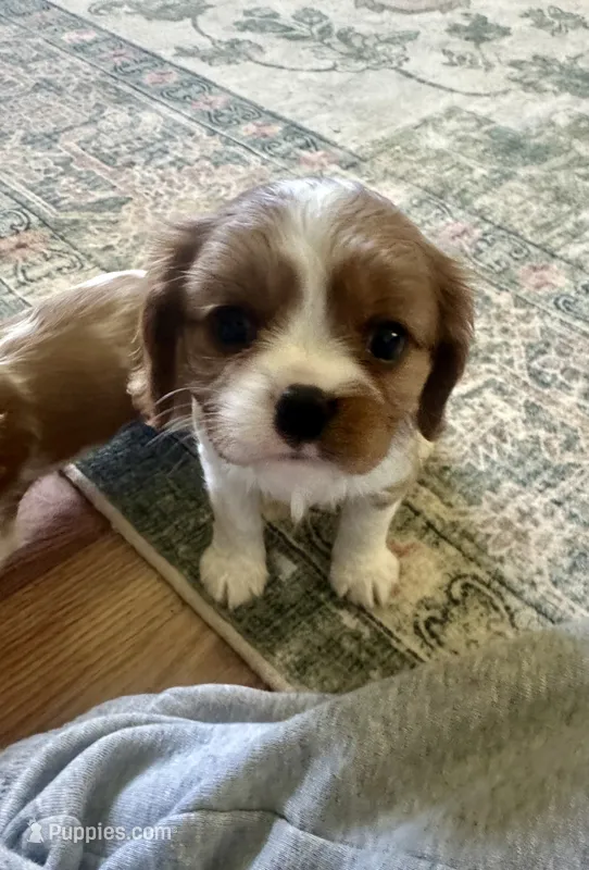 Finn – Cavalier King Charles Spaniel puppy for sale in Albany, WI