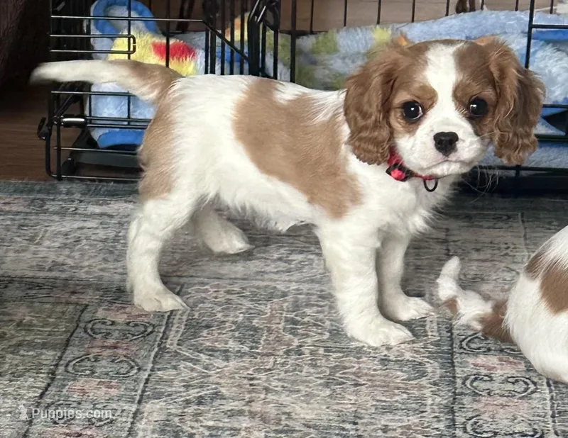 Belle – Cavalier King Charles Spaniel puppy for sale in Albany, WI
