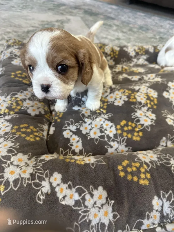 Belle – Cavalier King Charles Spaniel puppy for sale in Albany, WI