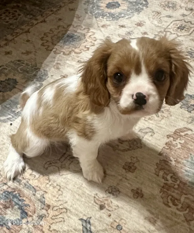 Vanna – Cavalier King Charles Spaniel puppy for sale in Albany, WI