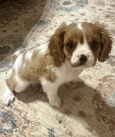 Vanna, a female Cavalier King Charles Spaniel for sale in Albany, WI – 1 of 1