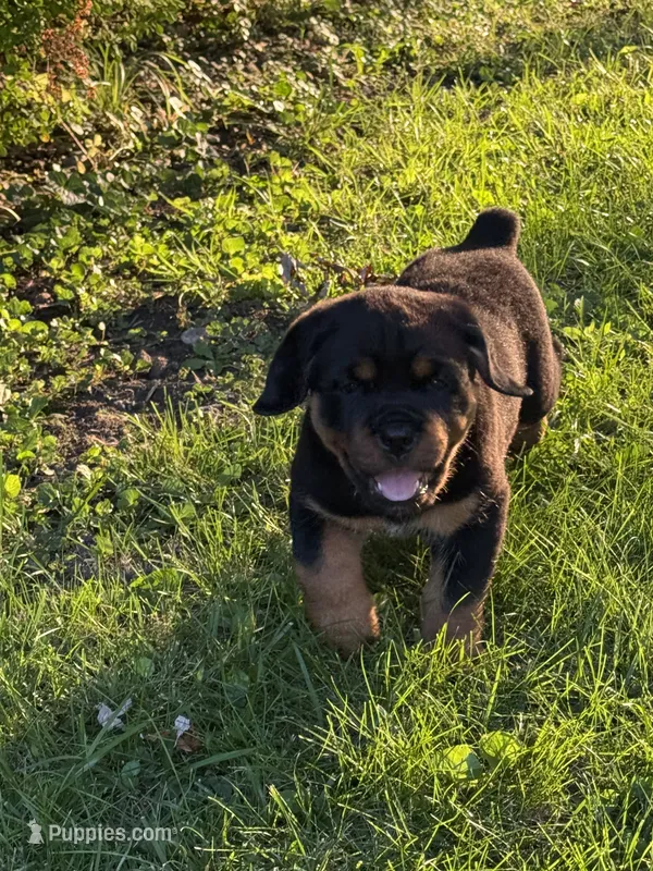 Macie – Rottweiler puppy for sale in New Castle, IN