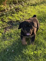 Macie, a female Rottweiler for sale in New Castle, IN – 1 of 4